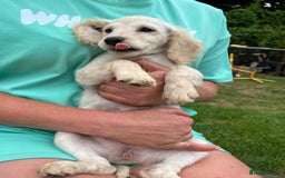 Cockapoo dogs for sale: Beautiful cockapoo pups ready now - Image 3