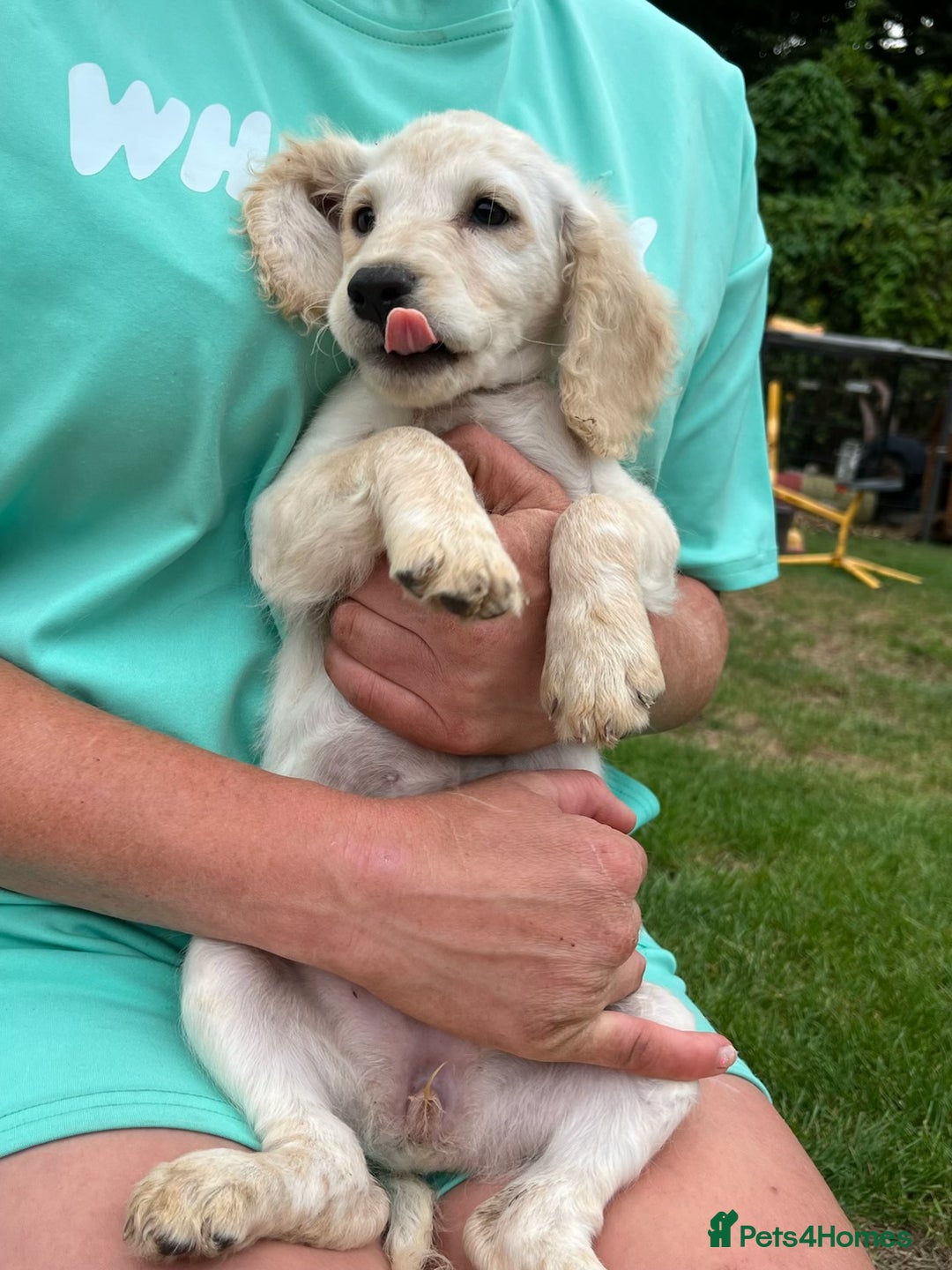 Cockapoo dogs for sale: Beautiful cockapoo pups ready now - Image 3