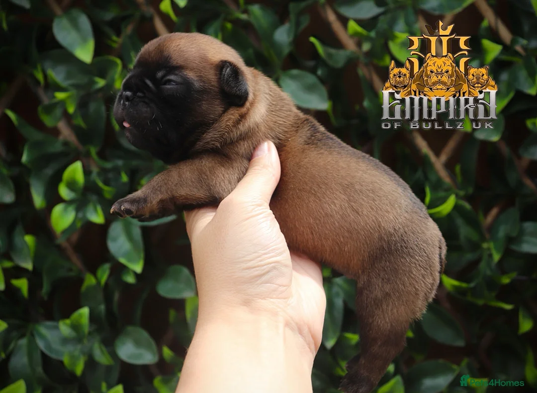 French Bulldog dogs for stud: 💥3x Ch Rocky of Empire OB UK💥FBCE Silver Tested in Doncaster - Advert 23