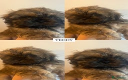 Shih Tzu dogs for sale: !READY NOW! 1 boy left!! pure bred shih tzu 🐾 🐾  - Image 1
