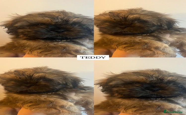 Shih Tzu dogs - Advert 12
