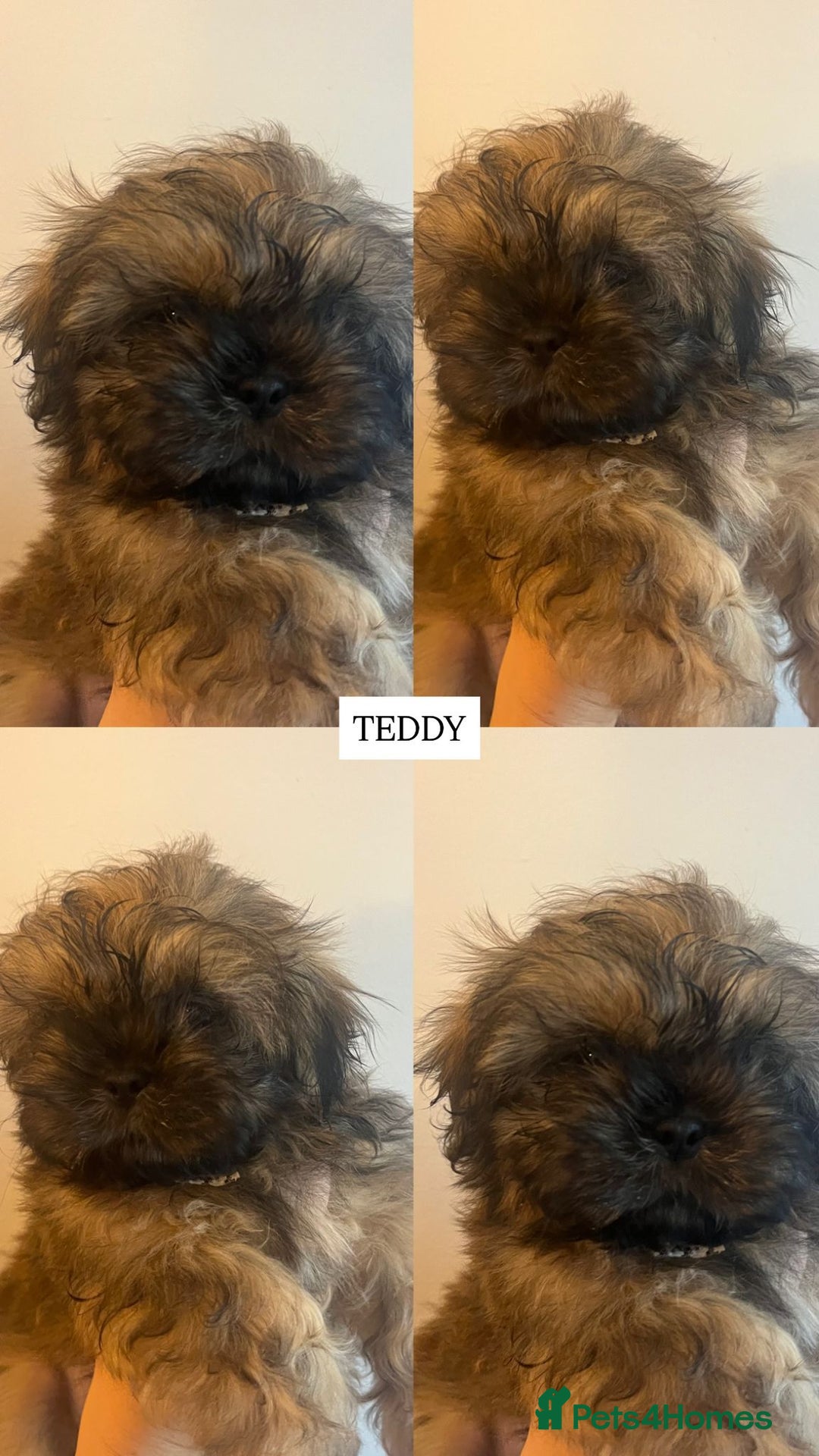 Shih Tzu dogs for sale: !READY NOW! 1 boy left!! pure bred shih tzu 🐾 🐾  - Image 1