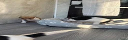 Jack Russell dogs for sale: Ready now Jack Russell puppies for sale!! in Gloucester - Advert 5