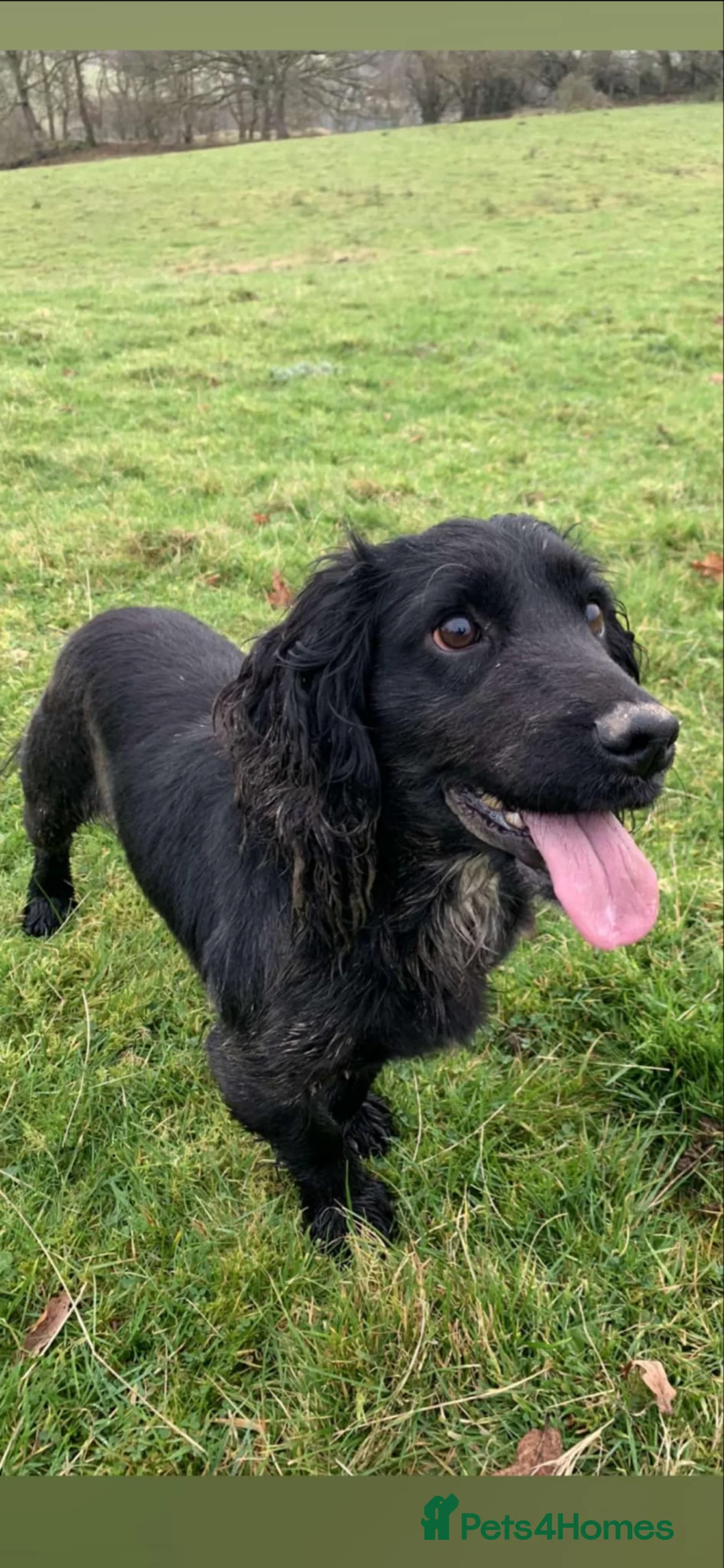 Cocker Spaniel dogs for sale: Cocker spaniel puppies - Advert 2