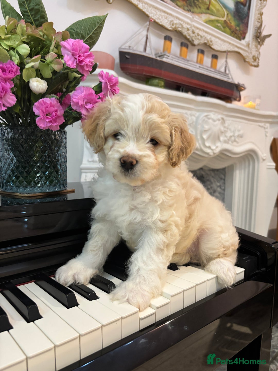 Mixed Breed dogs for sale: 💙 Blue Baby Boy Wants a new home 💙 - Advert 13