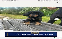 American Cocker Spaniel dogs for stud: American show cocker for stud - Image 3