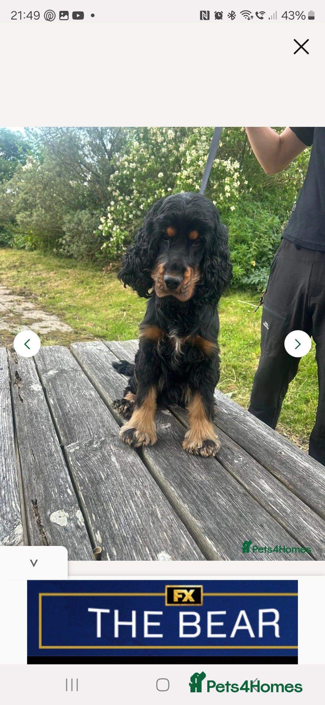 American Cocker Spaniel dogs for stud: American show cocker for stud - Image 3