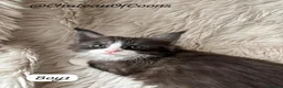 Maine Coon cats for sale: Blue Smoke Maine Coon Kittens - Registered - Advert 6