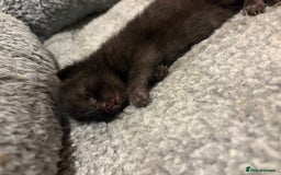 Mixed Breed cats for sale: 2 Tabby & 1 Black Female, 1 Black/White Male - Image 11