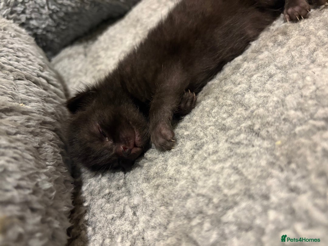 Mixed Breed cats for sale: 2 Tabby & 1 Black Female, 1 Black/White Male - Image 11