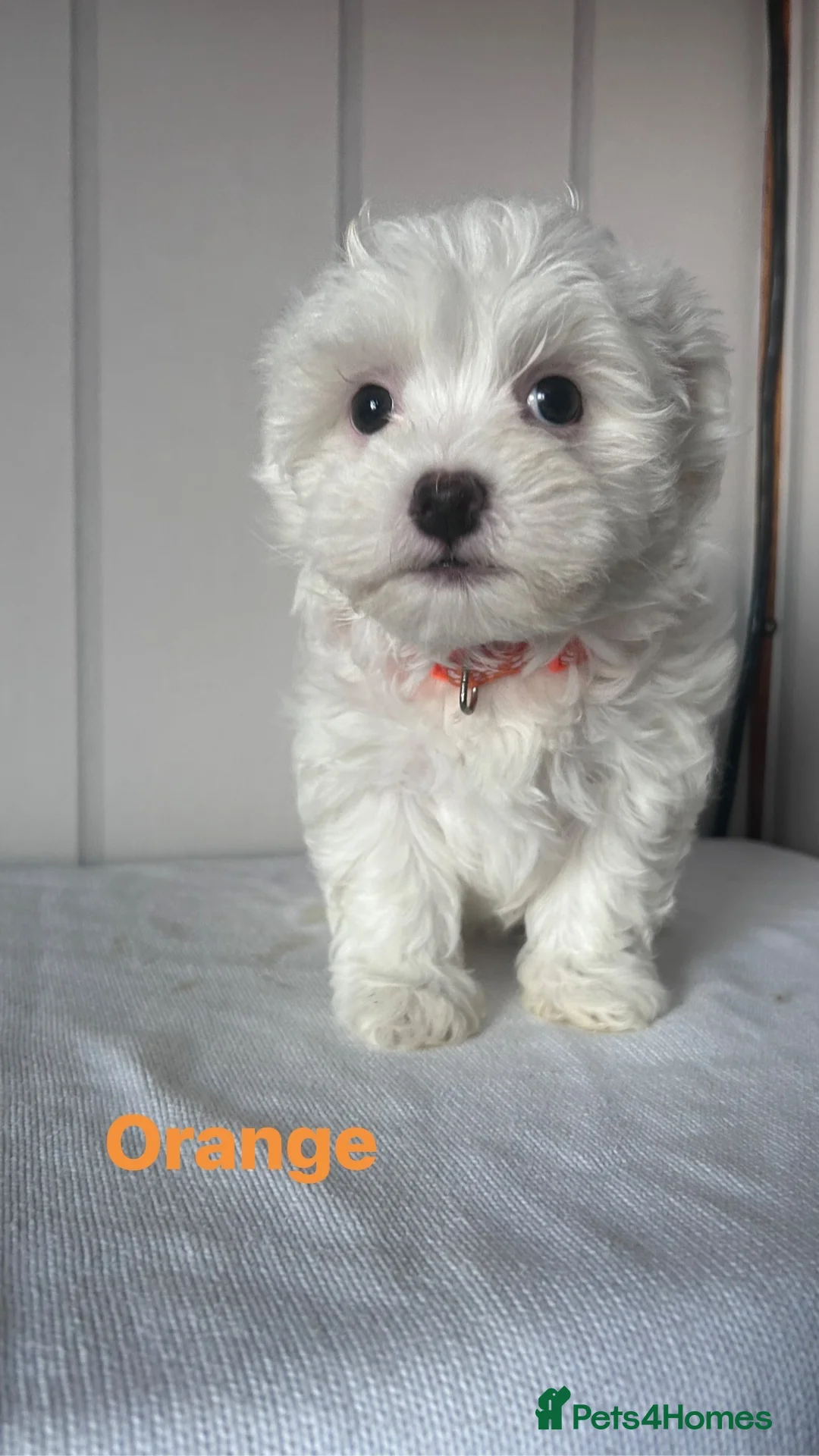 Maltese dogs for sale: Adorable Maltese Puppies for Sale  - Advert 3