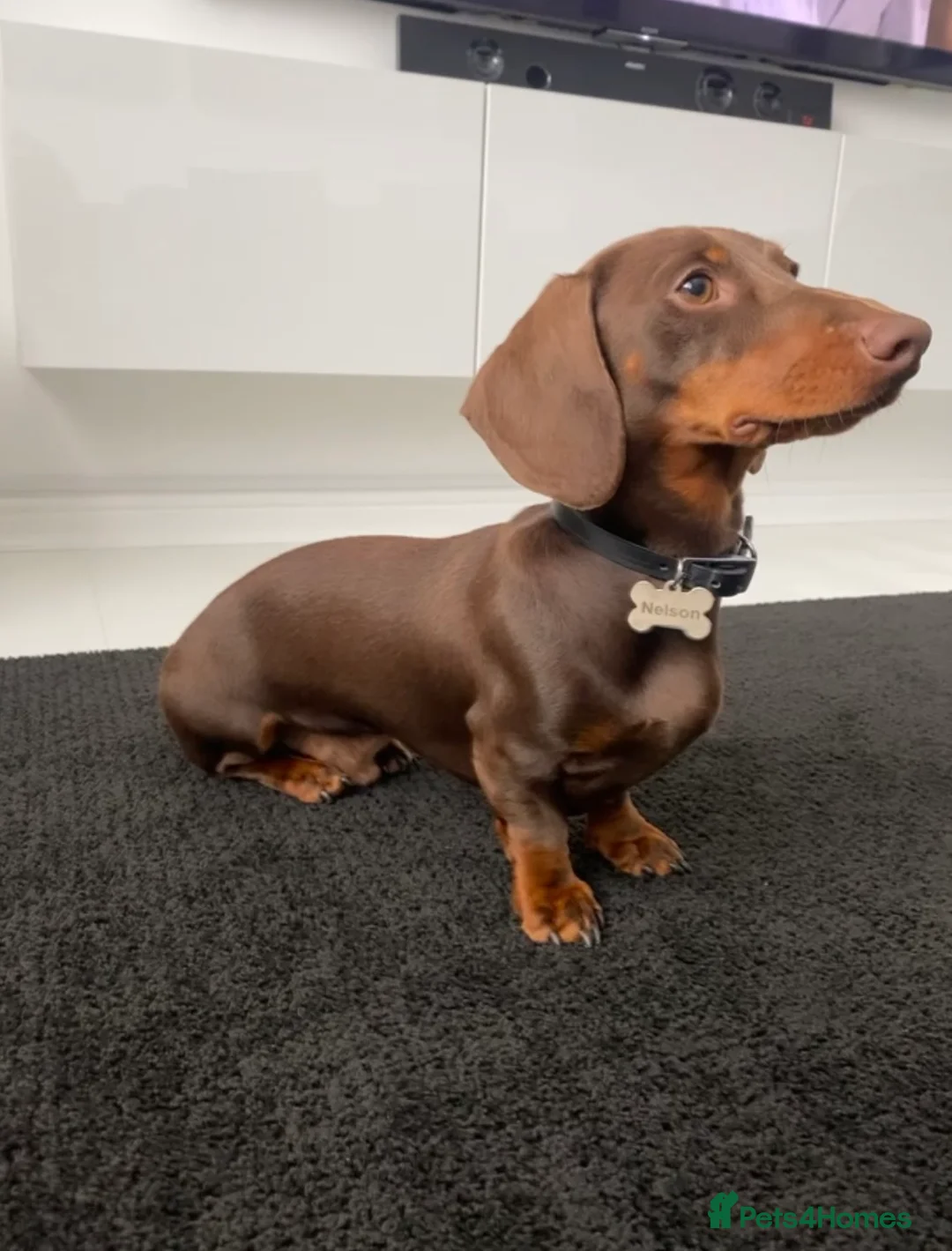Miniature Dachshund dogs for stud: Proven Stud Chocolate & Tan Miniature Dachshund in Durham - Advert 8