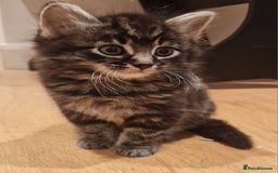 Mixed Breed cats for sale: Gorgeous Mixed Breed Main Coon Kittens  - Image 19