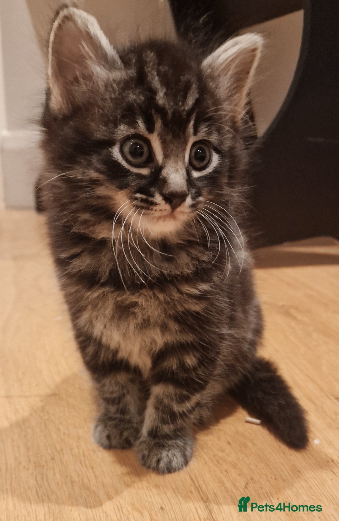Mixed Breed cats for sale: Gorgeous Mixed Breed Main Coon Kittens  - Image 19