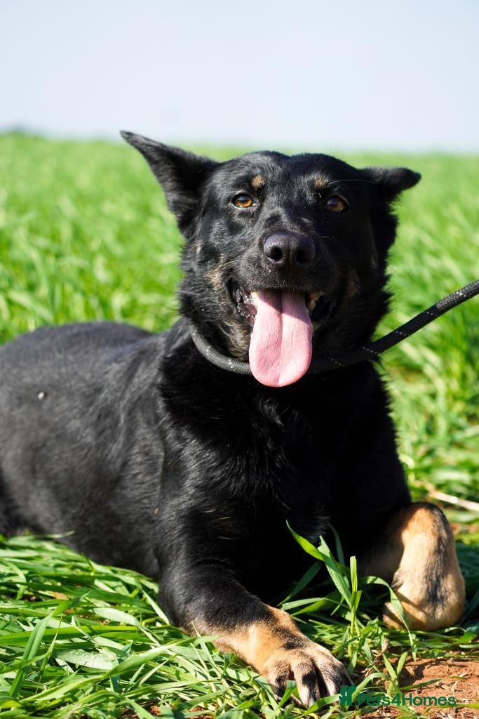Mixed Breed dogs Foster or forever home for lovely Lola - Advert 2