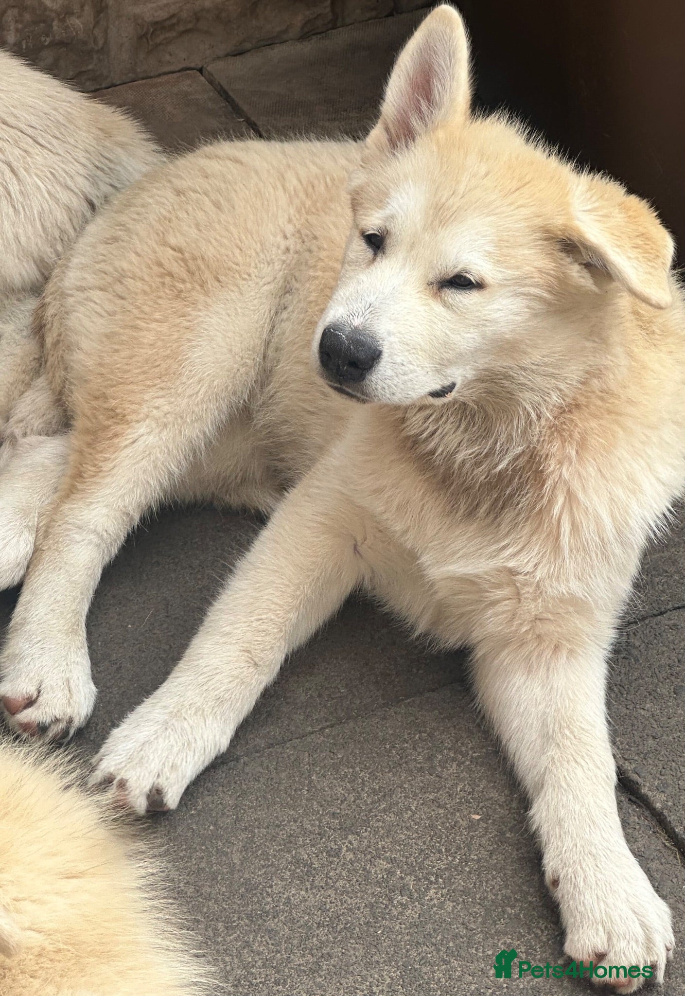 Alaskan Malamute dogs Beauties looking for their Beast - Advert 2