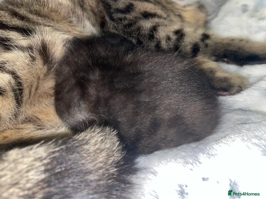 Mixed Breed cats for sale: Beautiful black kitten - Advert 6