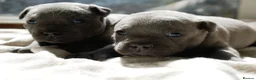Staffordshire Bull Terrier dogs for sale: KC Registered Blue Staffy Puppies - Advert 5