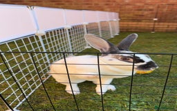 English Spot rabbits for sale: Female rabbit for sale  - Image 7