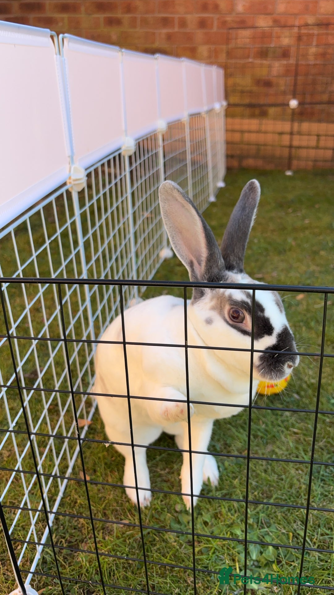 English Spot rabbits for sale: Female rabbit for sale  - Image 7