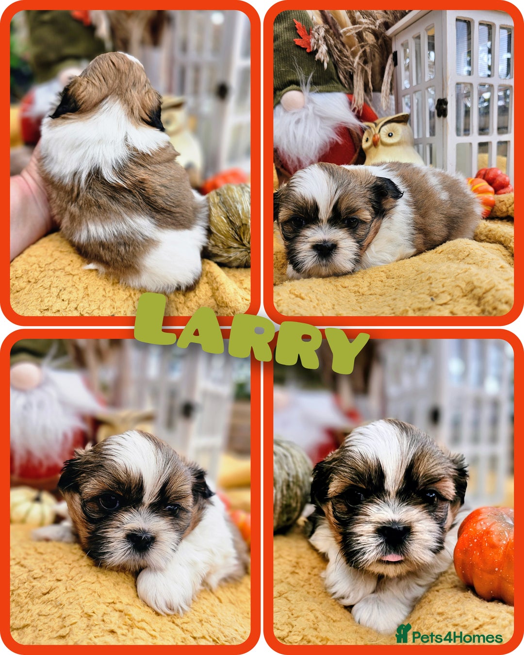 Shih Tzu dogs for sale: Shih tzu puppies - purebreed - licenced breeder  - Image 6