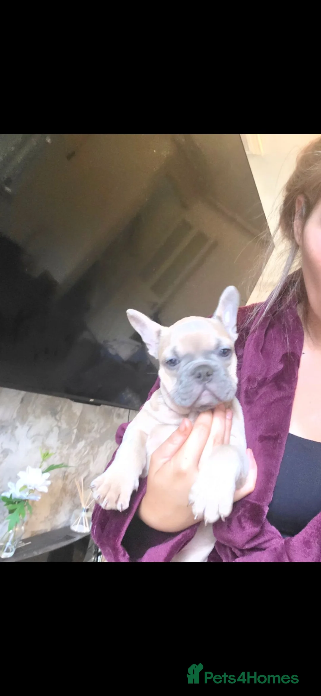 French Bulldog dogs for sale: £695 any pup Frenchbulldogs😍❤️9 week old - Advert 2