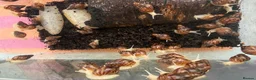 Snails invertebrates for sale: Giant African Land Snails  in Polegate - Advert 3