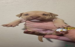 Presa Canario dogs for sale: Stunning litter of Presa Canario Puppies - Image 12
