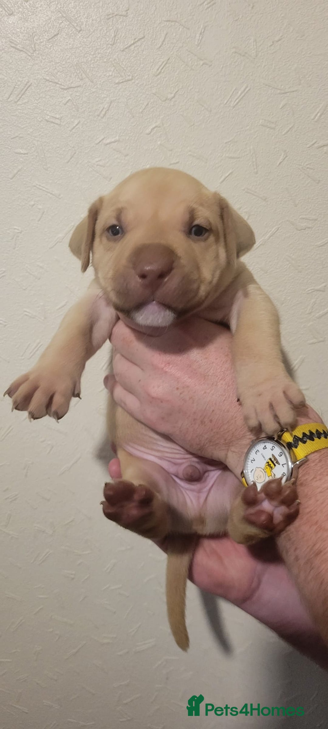 Presa Canario dogs for sale: Stunning litter of Presa Canario Puppies - Image 12