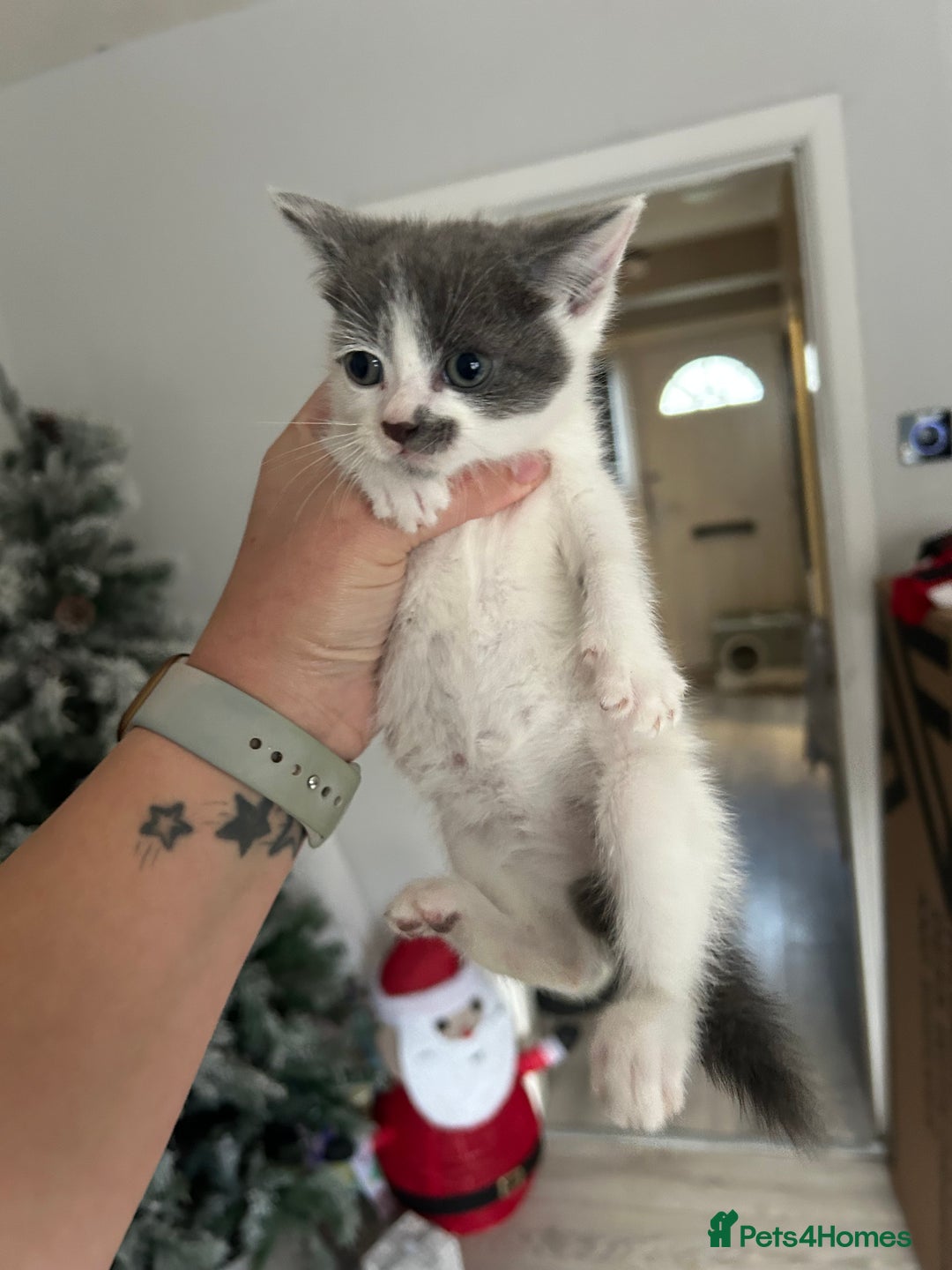 Mixed Breed cats for sale: BSH X KITTENS  - Advert 1