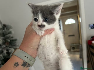 Mixed Breed cats BSH X KITTENS - Advert 13