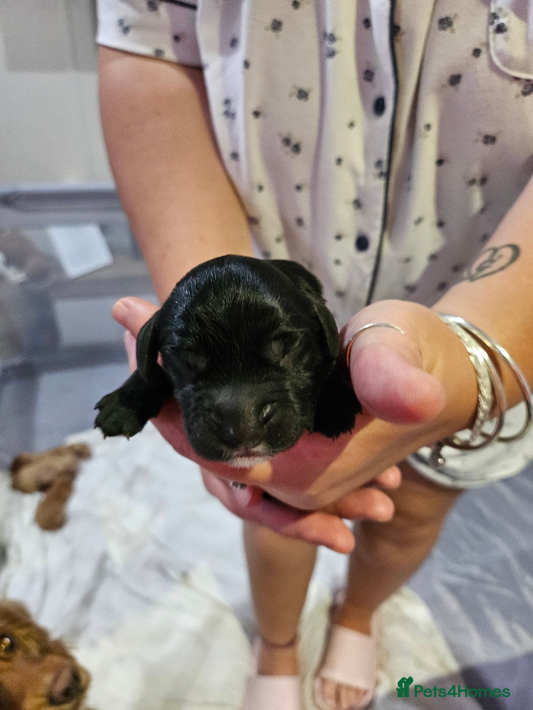 Cocker Spaniel dogs for sale: Cocker spaniel pups - Image 3