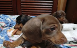 Dachshund dogs for sale: Stunning litter of 4 - Image 6