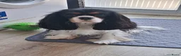 Cavalier King Charles Spaniel dogs for sale:  Male Blenhiem cavalier king Charles spaniel puppy in Sandown - Advert 8