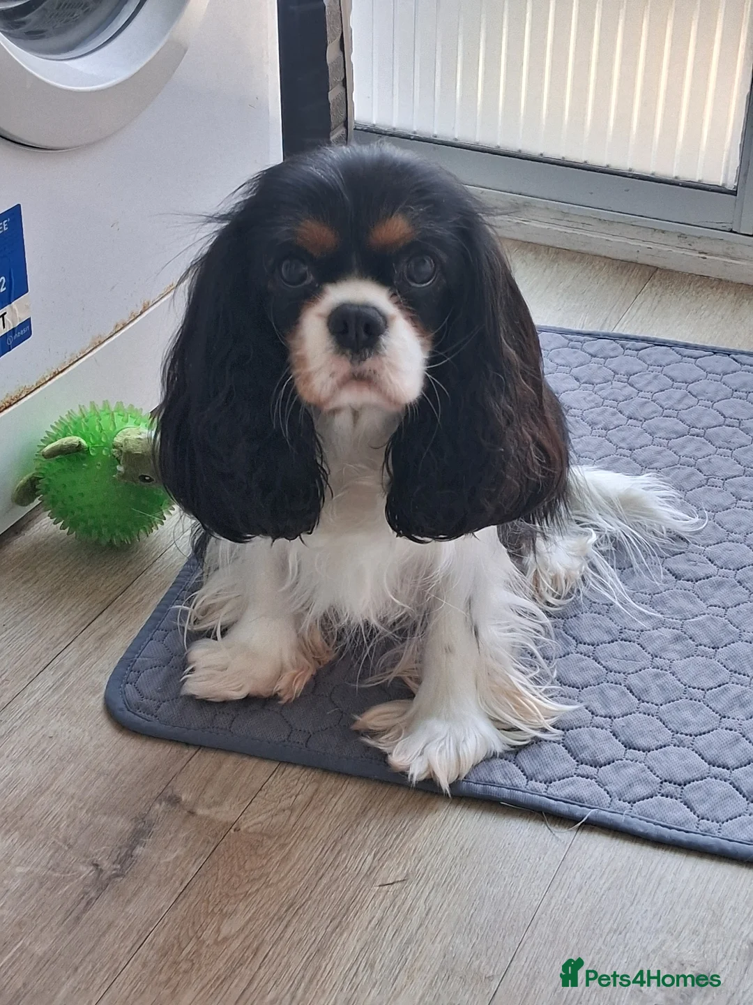Cavalier King Charles Spaniel dogs for sale:  Male Blenhiem cavalier king Charles spaniel puppy in Sandown - Advert 8
