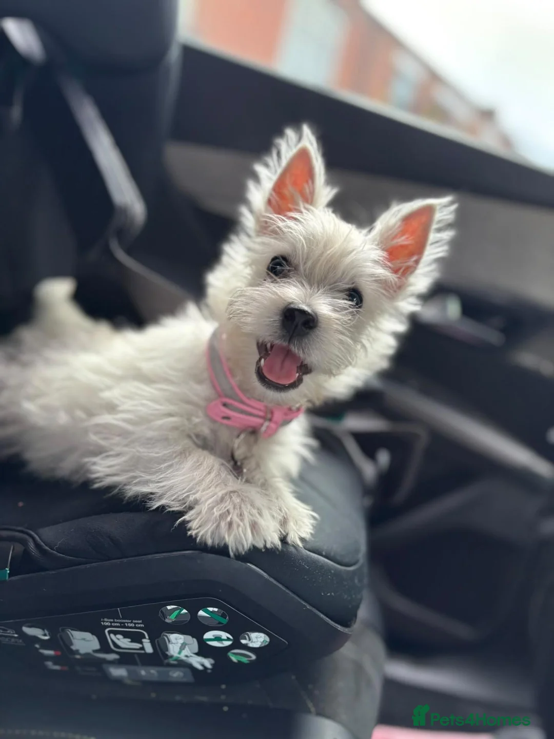 West Highland Terrier dogs for sale: West highland terrior puppy  - Advert 3