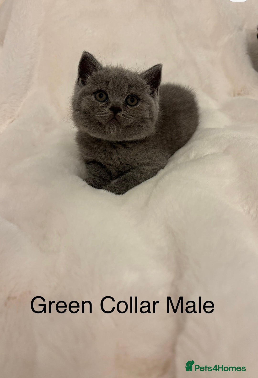 British Shorthair cats for sale: Chunky Blue Male BSH kittens  - Advert 2