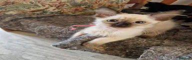 Siamese 7