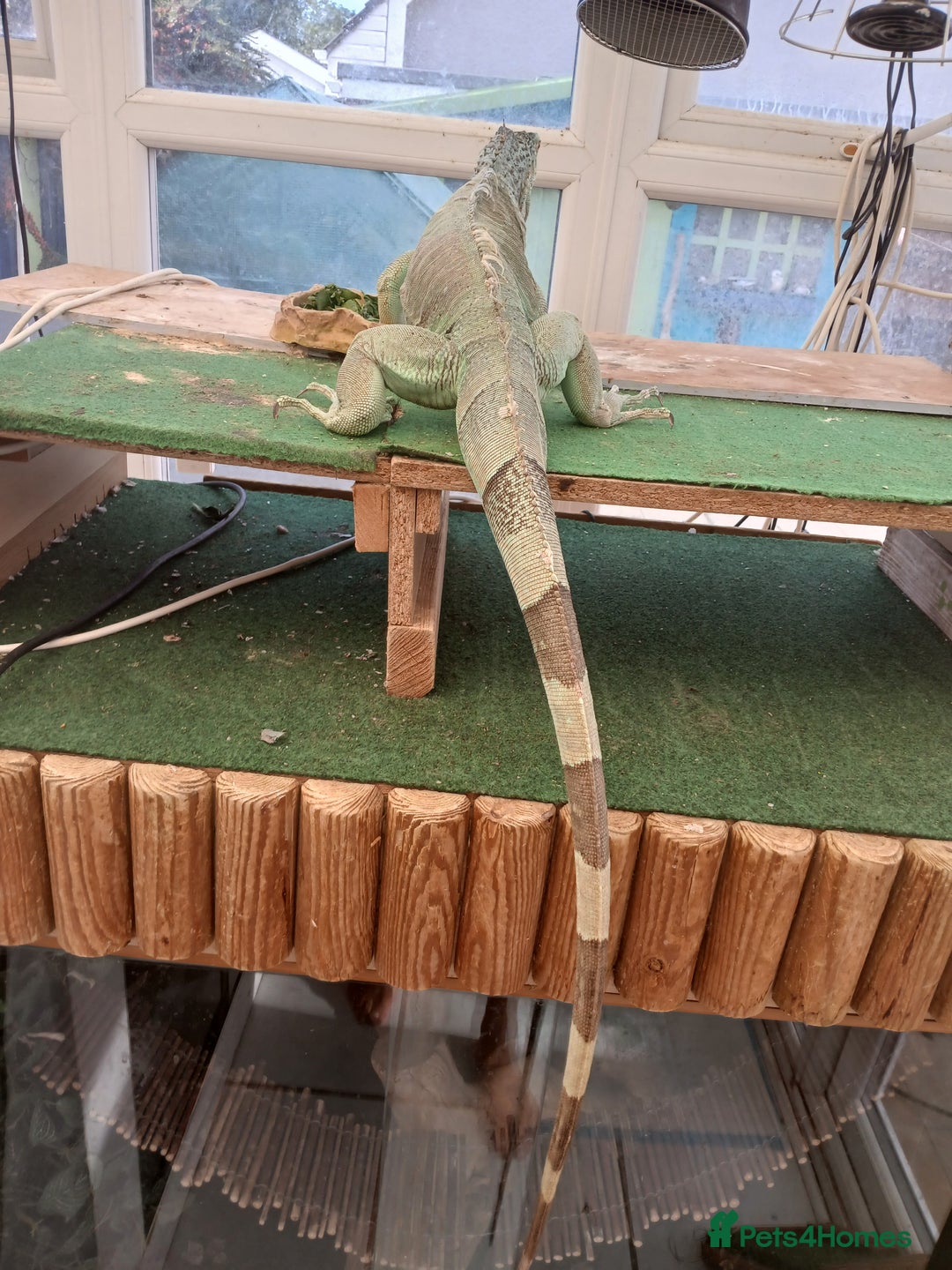 Iguana reptiles for sale: Blue igguana - Image 9
