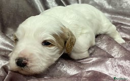 Labradoodle dogs for sale: Labradoodles for Sale! - Image 30