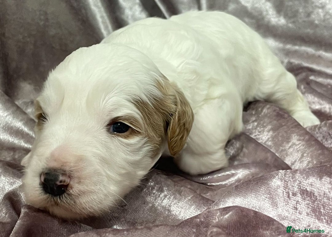 Labradoodle dogs for sale: Labradoodles for Sale! - Image 30