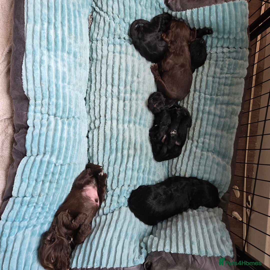 Cocker Spaniel dogs for sale: 5th generation kc reg wcs  - Image 8