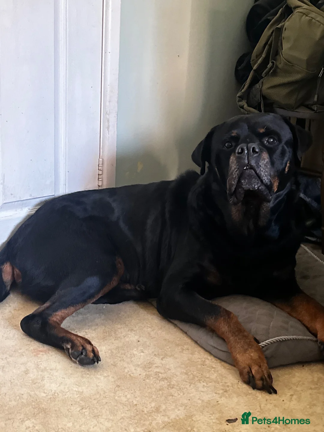 Rottweiler dogs for stud: Rottweiler Stud  in Yeovil - Advert 2