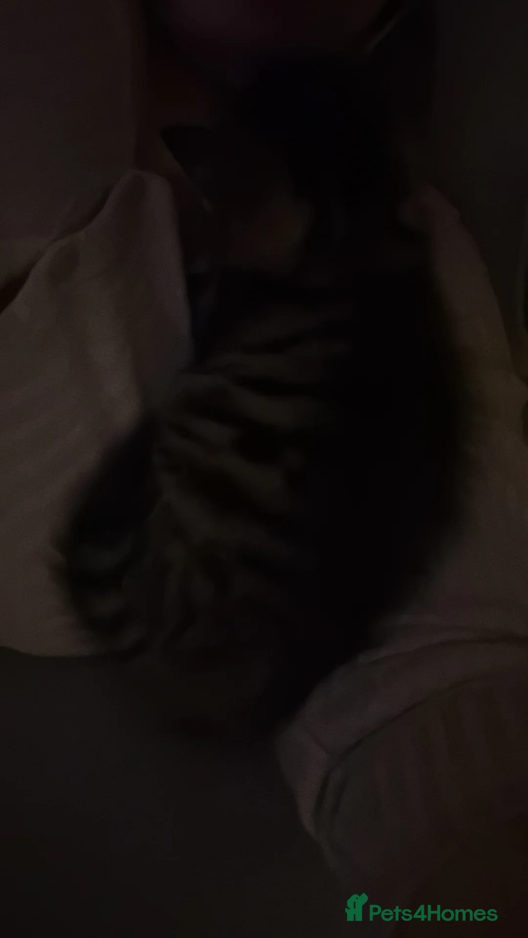 Mixed Breed cats for sale: Kittens looking to rehome  - Advert 3