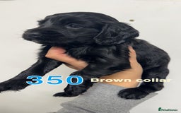 Cocker Spaniel dogs for sale: 9 wonderful cocker spaniel pups - Image 4