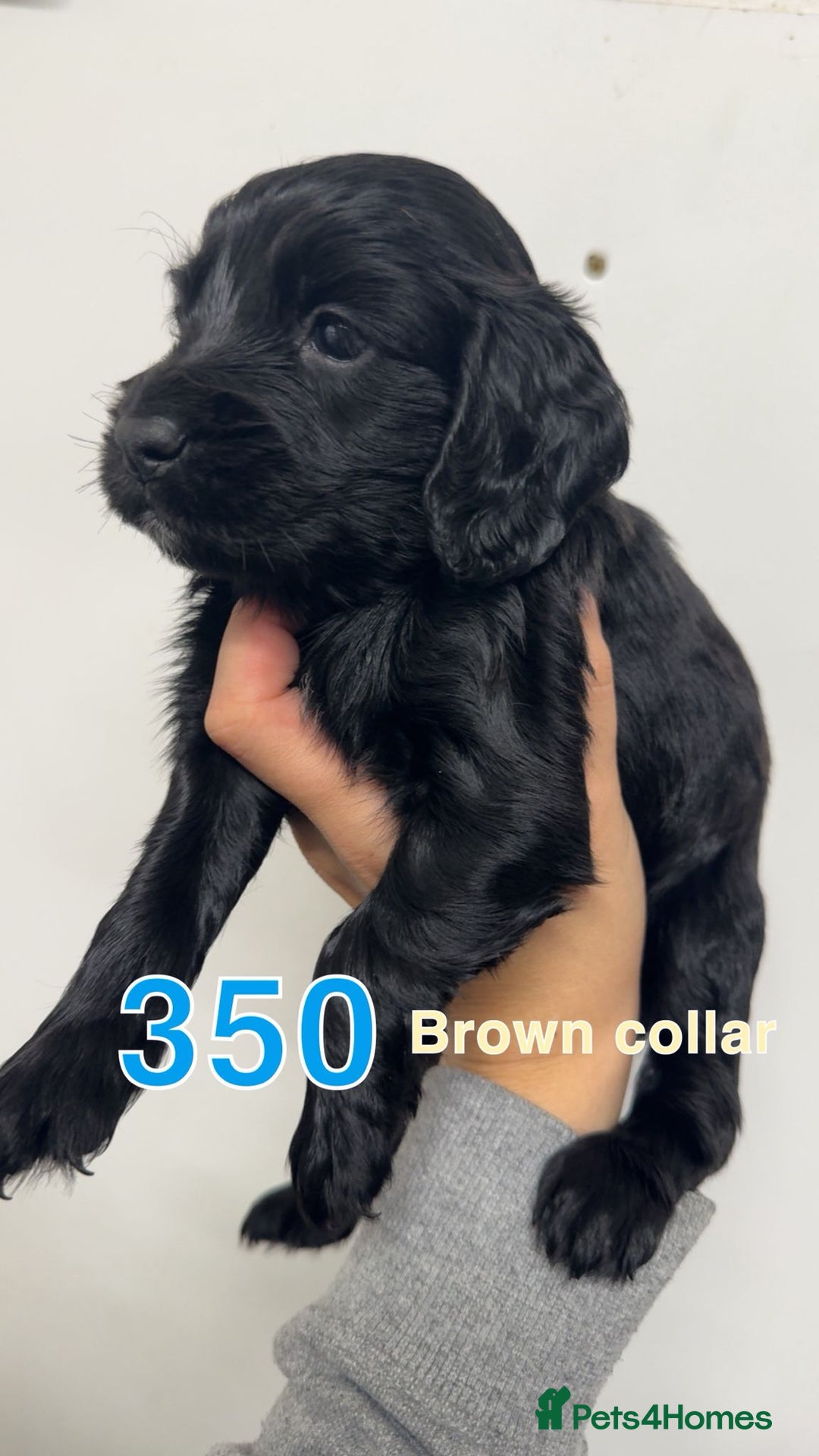 Cocker Spaniel dogs for sale: 9 wonderful cocker spaniel pups - Image 4