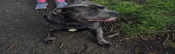 Staffordshire Bull Terrier dogs for stud: Staffordshire bull terrier for stud Thor! - Advert 2