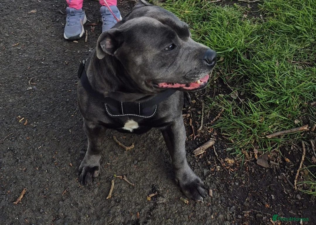 Staffordshire Bull Terrier dogs for stud: Staffordshire bull terrier for stud Thor! - Advert 2