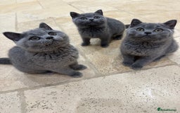 British Shorthair cats for sale: Blue British Shorthair registered Full Pedigree  - Image 18