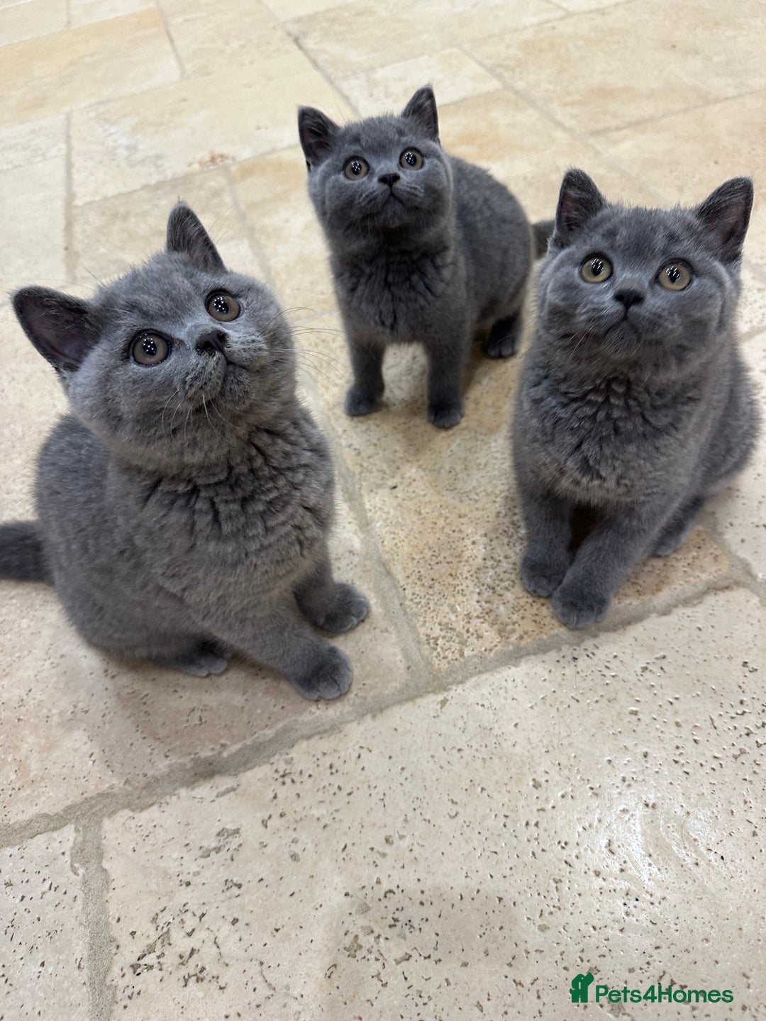 British Shorthair cats for sale: Blue British Shorthair registered Full Pedigree  - Image 18